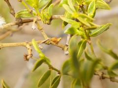 Multareoides bifurcatus