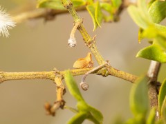 Multareoides bifurcatus