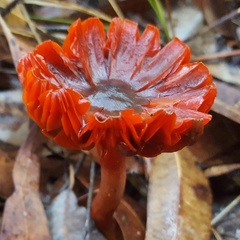Cortinarius persplendidus