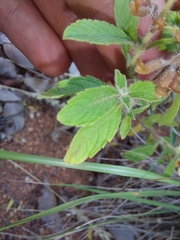 Endostemon tereticaulis