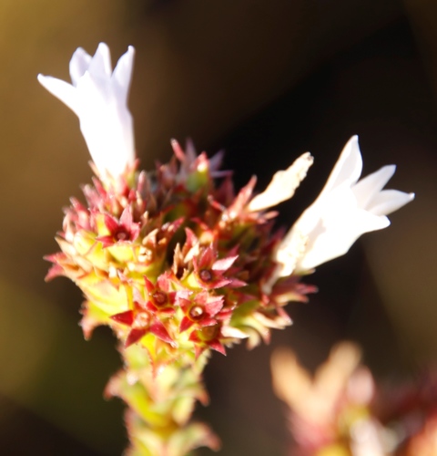 Image of Rigid Bell (Roella amplexicaulis) by (c) Tony Rebelo, some rights reserved (CC BY-SA)