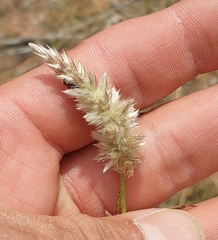 Cyphocarpa angustifolia