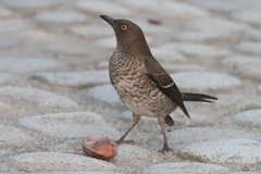 Scaly-Breasted Thrasher photo 3