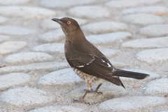 Scaly-Breasted Thrasher photo 2