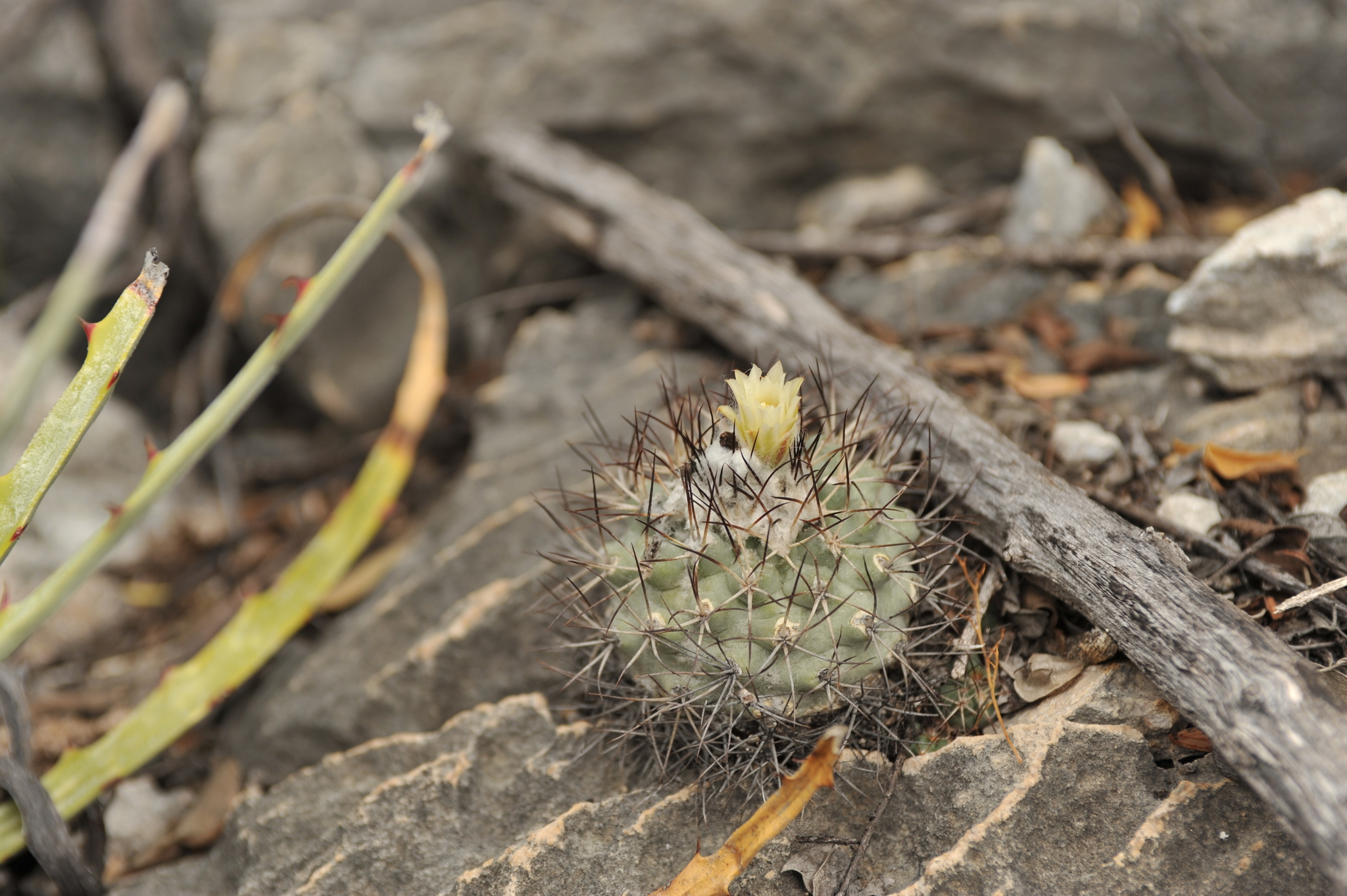 Turbinicarpus gielsdorfianus