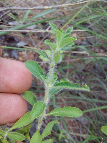 Image of Endostemon tereticaulis by (c) Manuel R Popp, some rights reserved (CC BY)