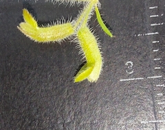Endostemon tereticaulis