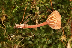 Lactarius subserifluus