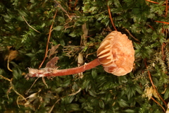 Lactarius subserifluus