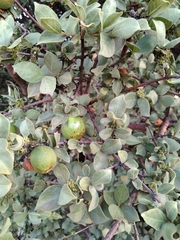 Vangueria