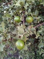 Vangueria