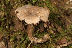 Clitopilus brunnescens