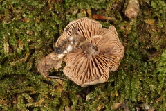 Clitopilus brunnescens