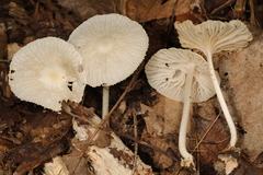 Heliomyces decolorans