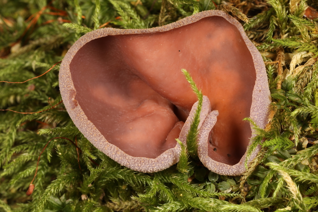 cups-from-harmonie-state-park-new-harmony-indiana-usa-on-august-14