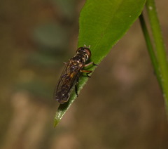 Spheginobaccha
