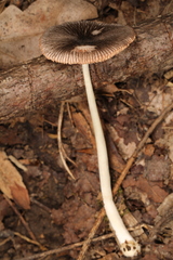 Pluteus deceptivus