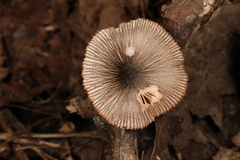 Pluteus deceptivus