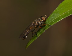 Spheginobaccha