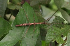 Ceroys perfoliatus