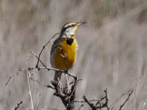 Sturnella lilianae