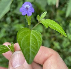 Browallia americana