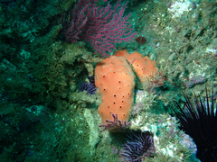 Dragmacidon mexicanum