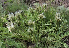 Astragalus physocarpus