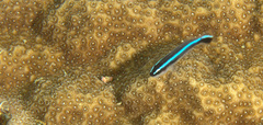 Elacatinus lobeli