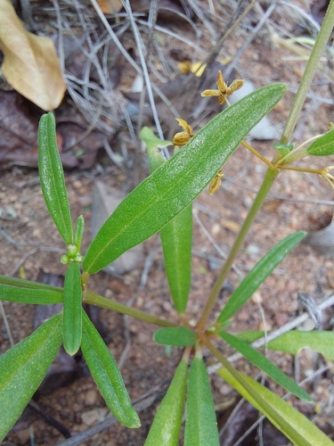Image of Gisekia pharnaceoides by (c) Manuel R Popp, some rights reserved (CC BY)