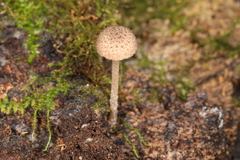 Cystoagaricus hirtosquamulosus