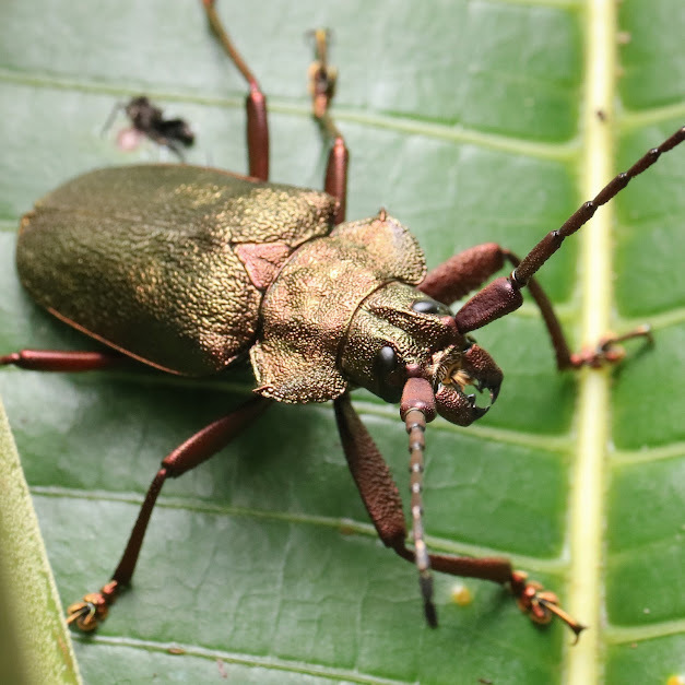 Pyrodes nitidus from Camorim, Rio de Janeiro - RJ, Brasil on January 19 ...