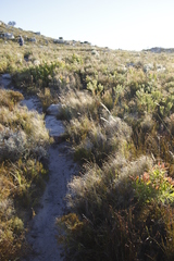 Pseudopentameris macrantha