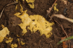 Pachyphlodes
