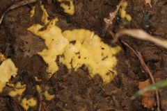 Pachyphlodes