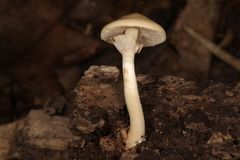 Agrocybe acericola
