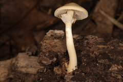 Agrocybe acericola