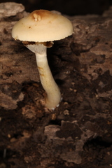 Agrocybe acericola