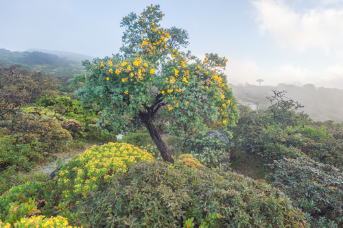 Hypericum balfourii (Hypericum balfourii)