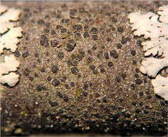 Rinodina pachysperma