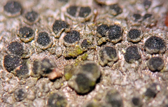 Rinodina pachysperma