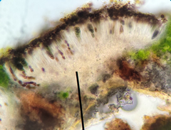Rinodina pachysperma