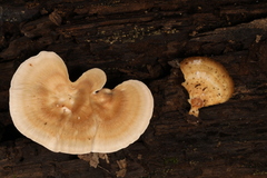 Microporellus obovatus