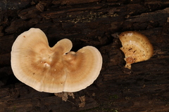 Microporellus obovatus