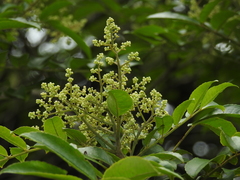 Zanthoxylum rhoifolium
