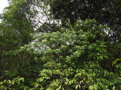 Zanthoxylum rhoifolium