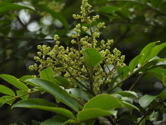 Zanthoxylum rhoifolium