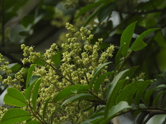 Zanthoxylum rhoifolium