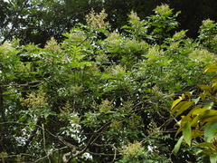 Zanthoxylum rhoifolium