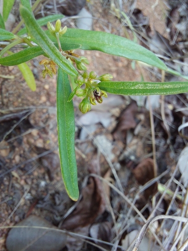 Image of Gisekia pharnaceoides by (c) Manuel R Popp, some rights reserved (CC BY)